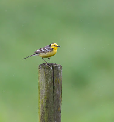 Citronrla / Citrine Wagtail