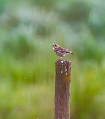 ngspiplrka / Meadow Pipit