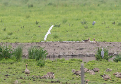 Silkeshger / Little Egret