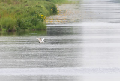 Silkeshger / Little Egret