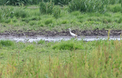 Silkeshger / Little Egret