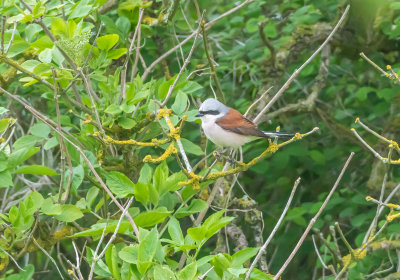 Trnskata / Red-backed Shrike / Male