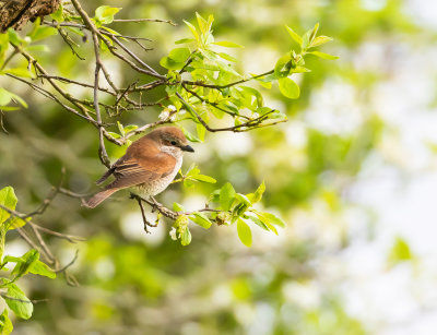 Trnskata / Red-backed Shrike / Female