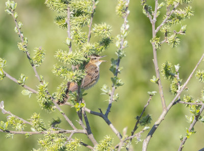 Svsngare / Sedge Warbler