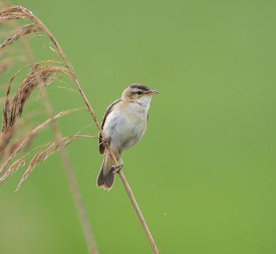 Svsngare / Sedge Warbler