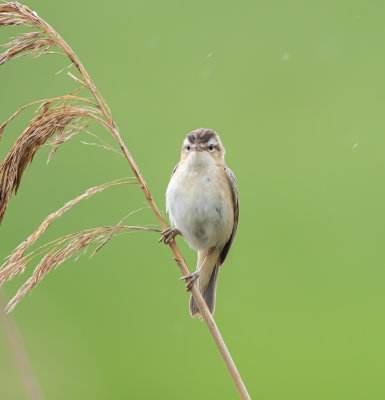 Svsngare / Sedge Warbler