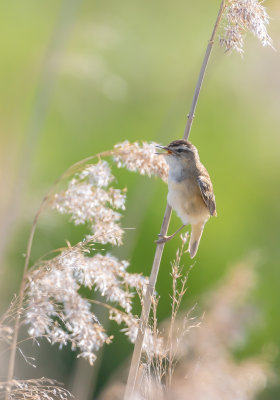 Svsngare / Sedge Warbler