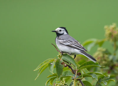 Sdesrla / White Wagtail