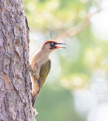 Grngling / European Green Woodpecker  o juv