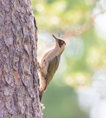 Grngling / European Green Woodpecker / Male