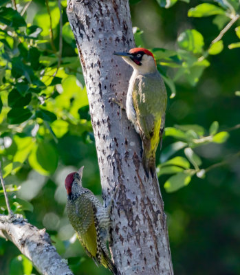 Grngling / European Green Woodpecker / Male o juv