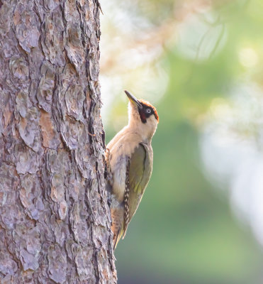 Grngling / European Green Woodpecker / Male