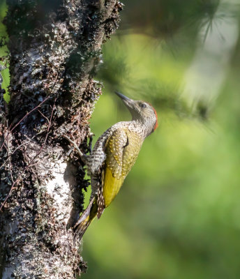 Grngling / European Green Woodpecker / juv