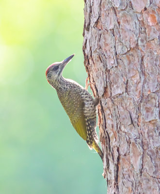 Grngling / European Green Woodpecker / juv