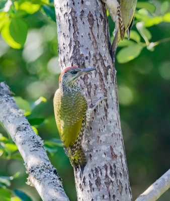 Grngling / European Green Woodpecker / juv
