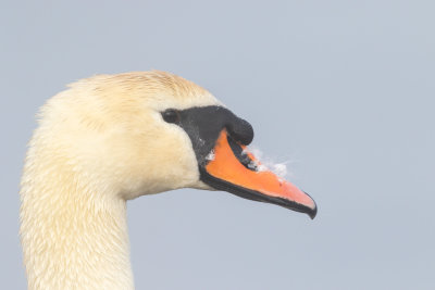 Knlsvan / Mute Swan