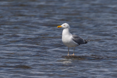 Grtrut / Herring Gull