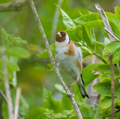 Steglits / European Goldfinch