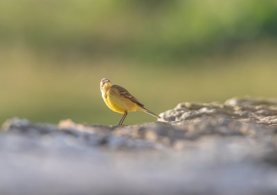 Gulrla / Yellow wagtail