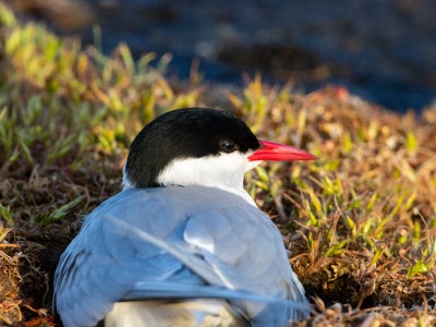 Silvertrna / Arctic Tern