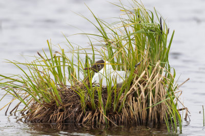 Skrattms / Black-headed Gull