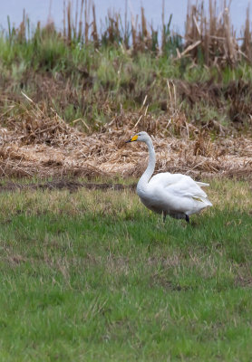 Sngsvan / Whooper Swan