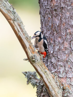 Strre hackspett / Great Spotted Woodpecker / Female