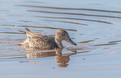 Stjrtand / Northern Pintail / Female