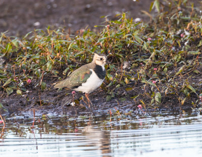 Tofsvipa / Northern Lapwing