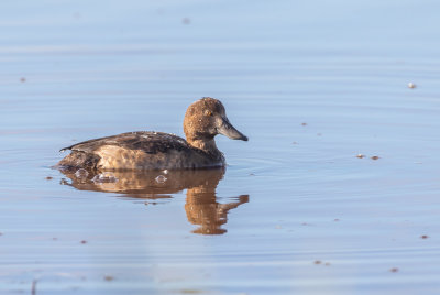 Vigg / Tufted duck / Juv.