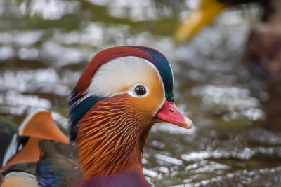 Mandarinand / Mandarin Duck