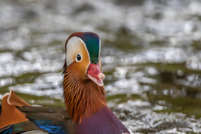 Mandarinand / Mandarin Duck