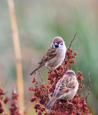 Pilfink / Eurasian Tree Sparrow