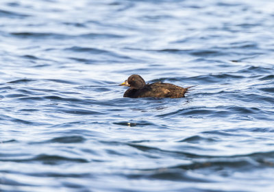 Sjorre / Common Scoter