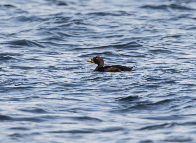 Sjorre / Common Scoter