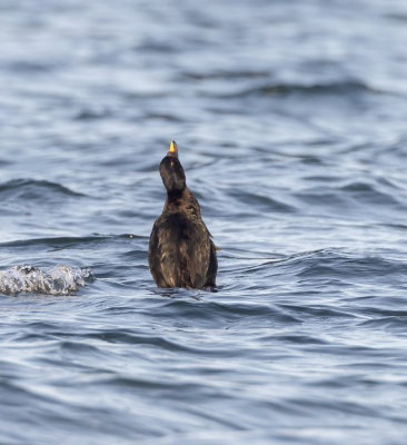 Sjorre / Common Scoter