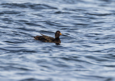 Sjorre / Common Scoter
