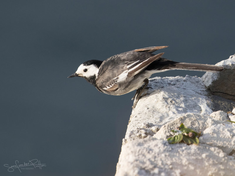 Rouwkwikstaart; Pied Wagtail