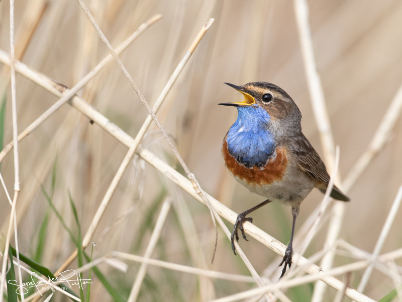 Blauwborst; Blue Throat