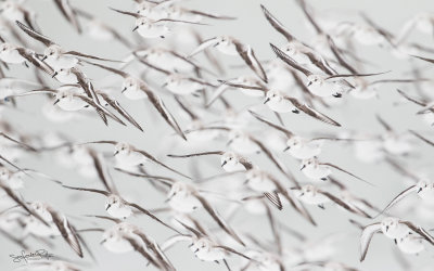 Drieteenstrandloper; Sanderling