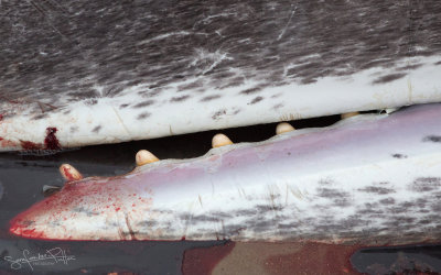Potvis; Sperm Whale