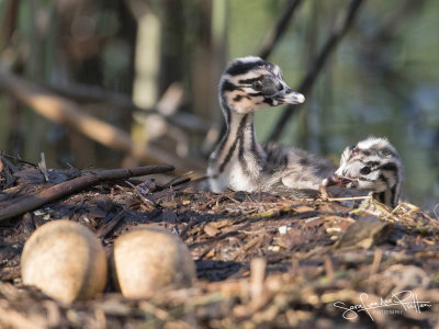 Fuut; Great Crested Grebe