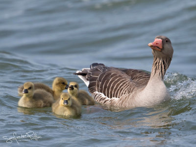 Grauwe Gans; Grey-legged Goose