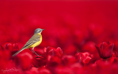 Gele Kwikstaart; Blue-headed Wagtail