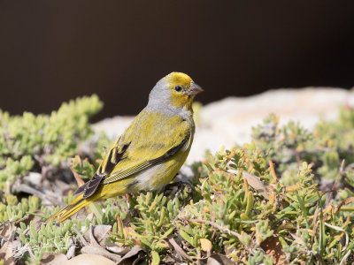 Grijsnekkanarie; Cape Canary