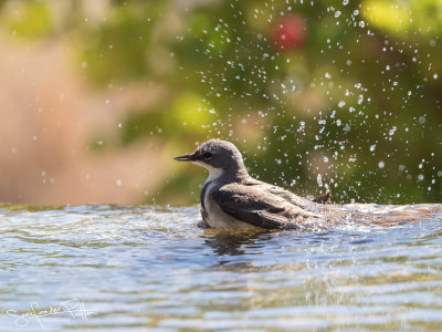 Kaapse Kwikstaart; Cape Wagtail