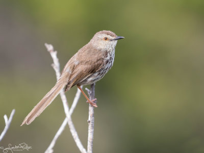 Karooprinia; Karoo Prinia