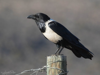 Schildraaf; Pied Crow