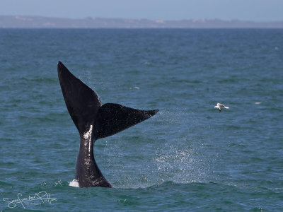 Zuidkaper; Southern Right Whale