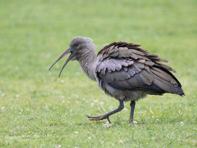 Hadada-ibis; Hadada Ibis